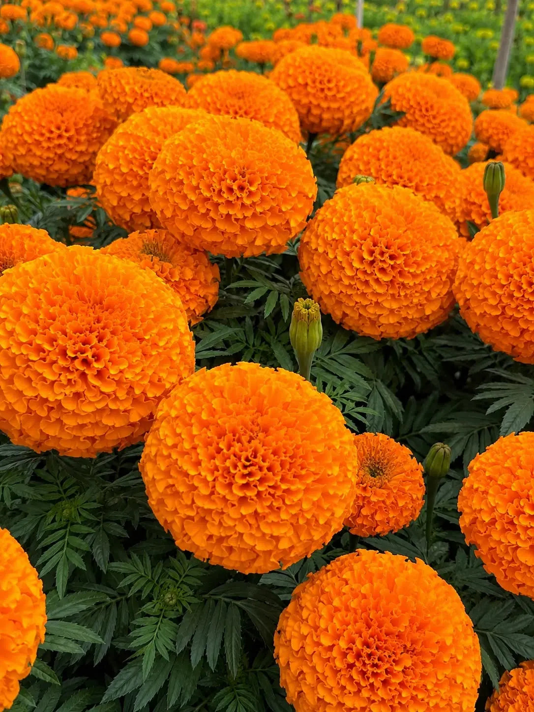 तिहार विशेष प्रिमियम मेरीगोल्ड हाइब्रिड बिउ