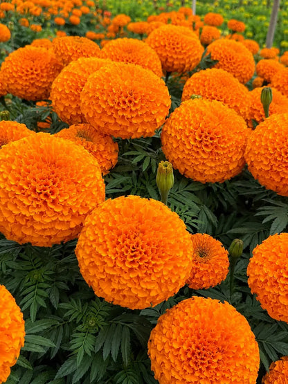 तिहार विशेष प्रिमियम मेरीगोल्ड हाइब्रिड बिउ